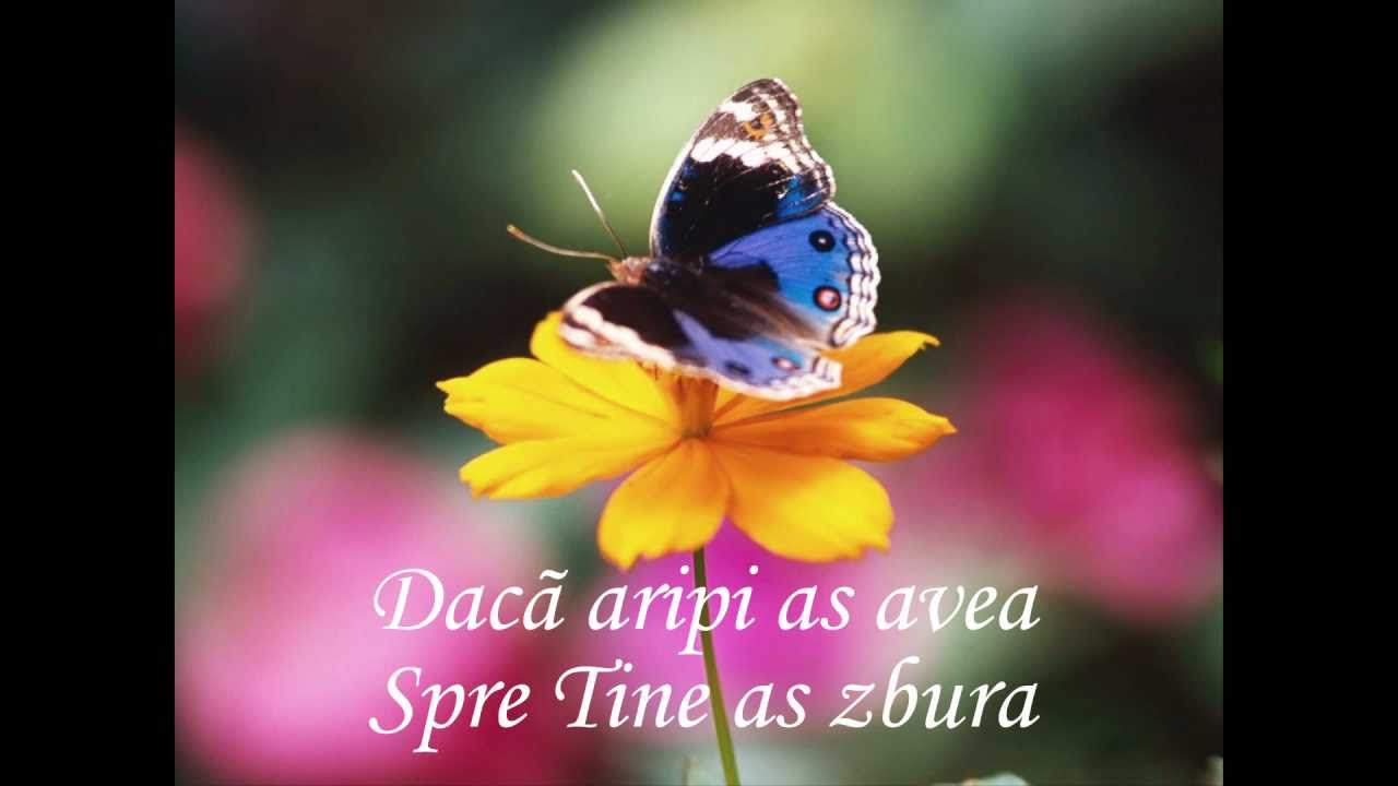 ProFides-Daca aripi as avea-Cu versuri(Albumul De jos te strig)