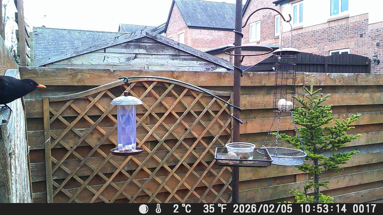 Garden Trail Camera 5th February 2026