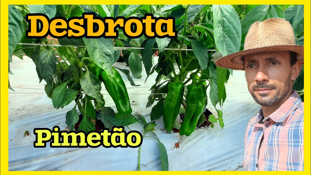 Como fazer a desbrota no pimentão, e raleio de frutos .
