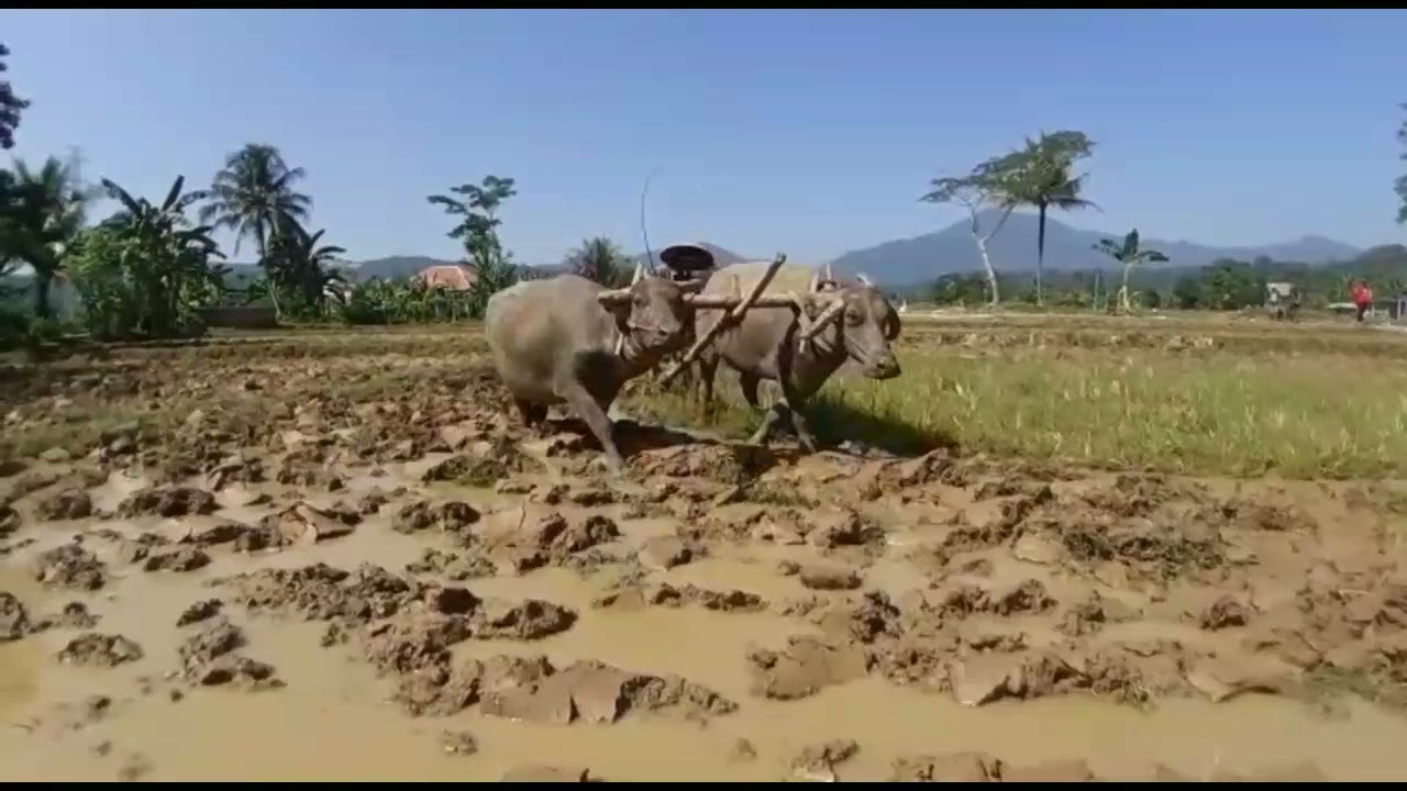 Lagu Sunda Pamijahan Bogor,Curug Cigamea Gunung Salak Endah