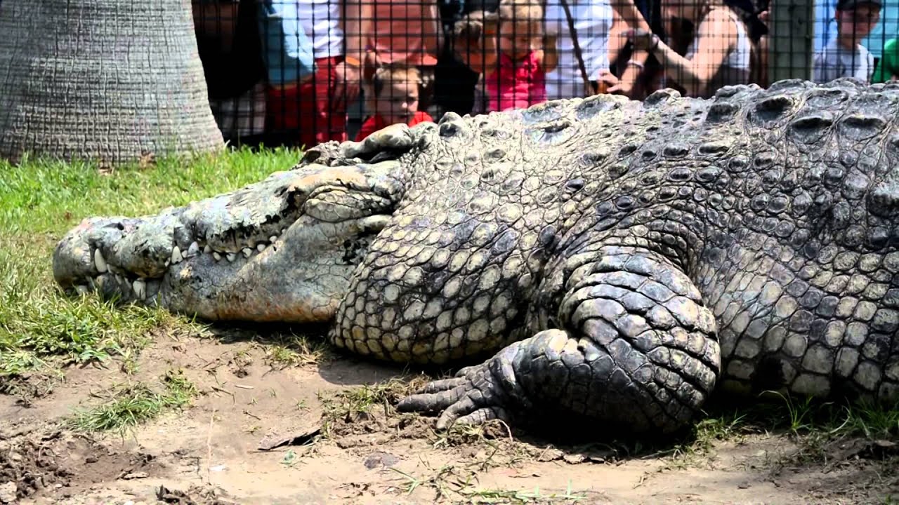 Alligator Adventure- MyrtleBeach.com
