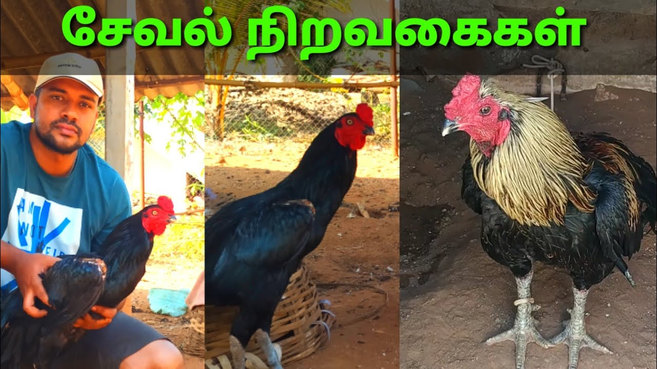 சேவல் வளர்ப்பு | சேவல் நிறவகைகள் | Navaneeth Vlog
