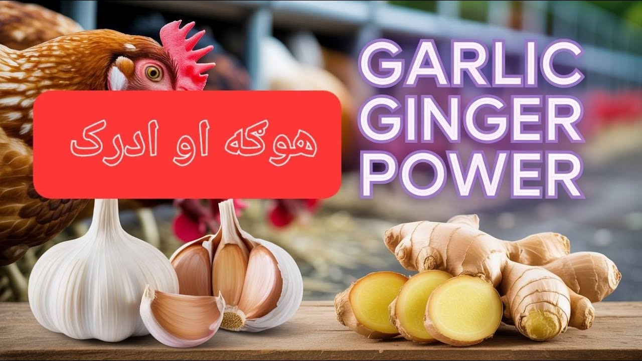 How Garlic and Ginger Can Save Your Chickens (and Your Wallet)د هوګې او ادرک استعمال په چرګانو باندي