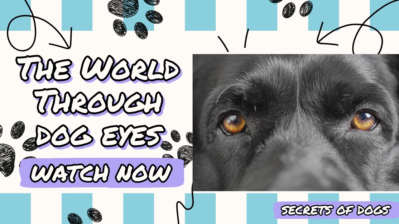 The Hidden Truth About Dogs: How Dogs See the World (It’s Not What You Think)