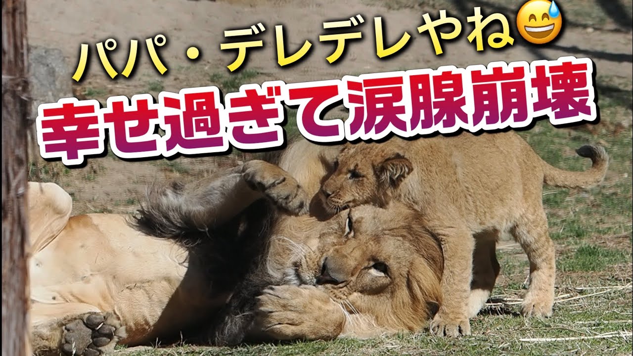 アースパパ幸せ過ぎて涙腺崩壊【パパデレデレやね😅】 #のんほいパーク #三つ子 #ライオン #アース #旭山動物園 #桐生が岡動物園 #安佐動物園 #lion  #シルク  #屠体給餌