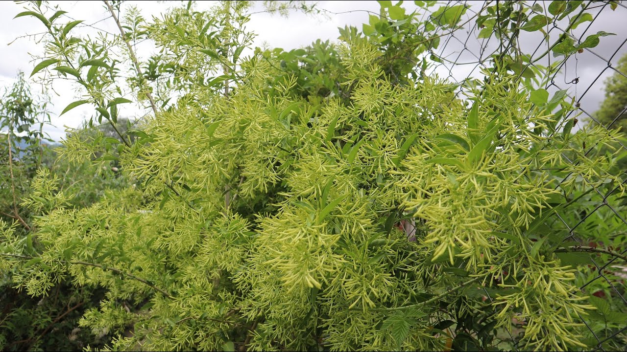 Como germinar semillas de Galan de noche - Huele de Noche - Cestrum nocturnum - Dama de noche