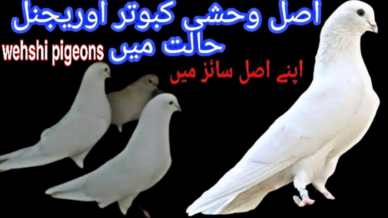 Wehshi pigeons | Pure Sialkoti Wehshi Kabootar || pigeonsroy