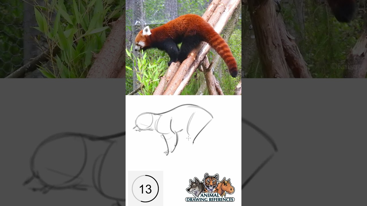 Let's draw animals in 30 seconds!  #drawing #gesturedrawing #animaldrawingreferences #animaldrawing
