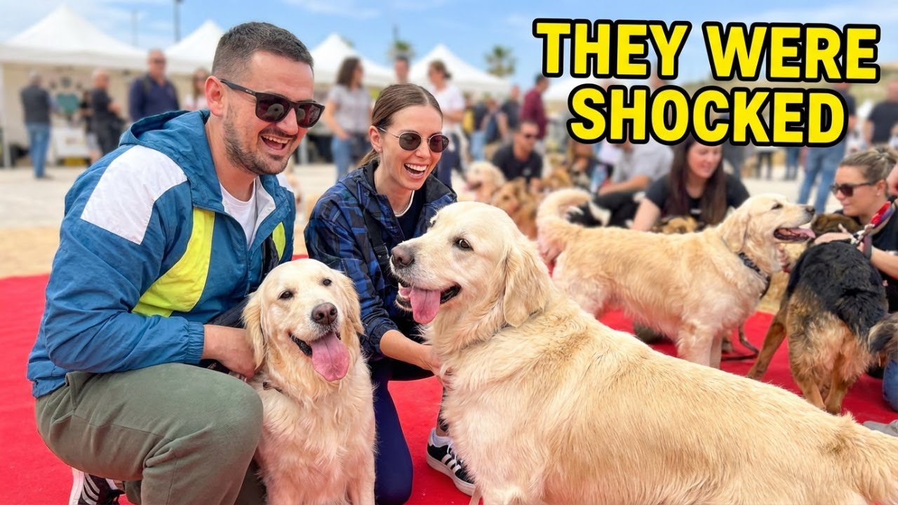 GOLDEN RETRIEVERS Experience 