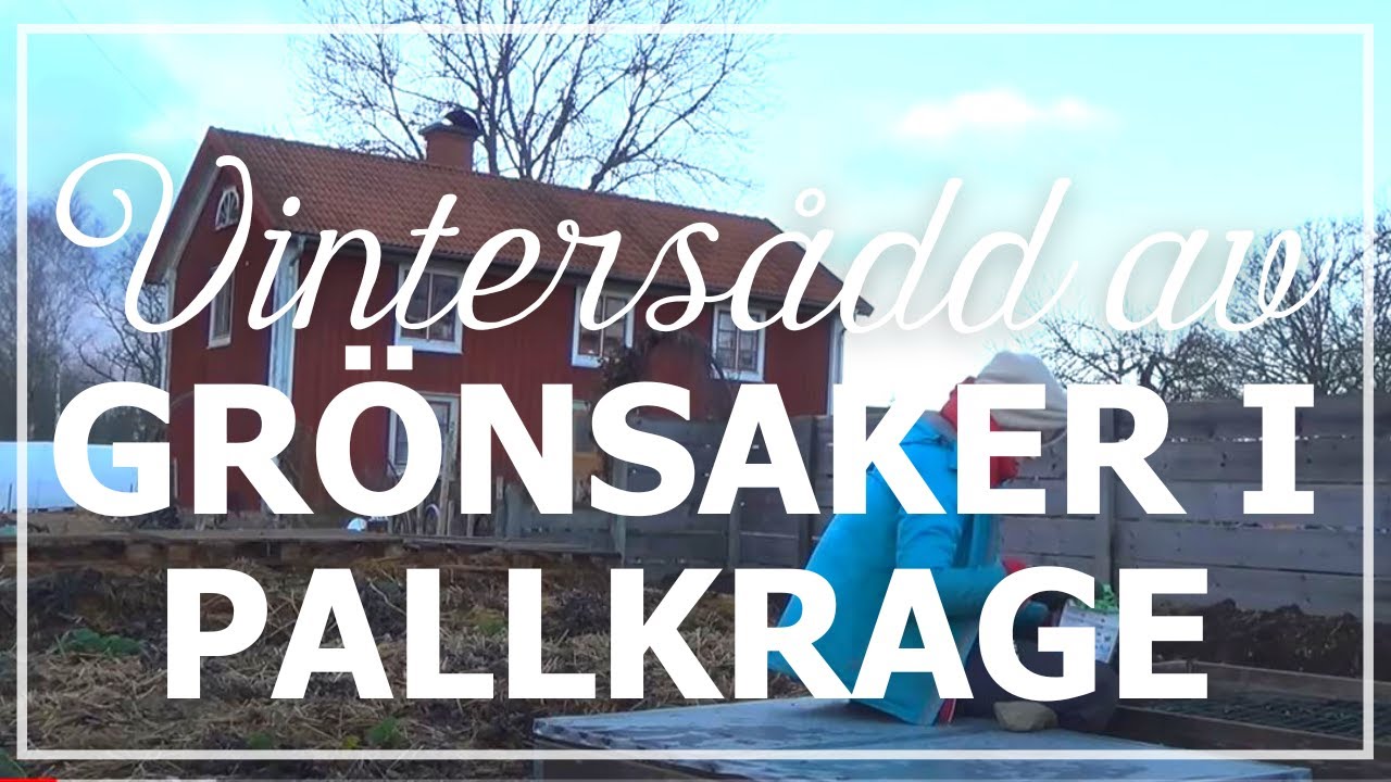 Vinters&aring;dd av gr&ouml;nsaker i pallkrage