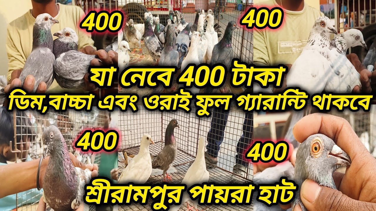শ্রীরামপুর পায়রা হাট। যা নেবে 400 টাকা পায়রা। 