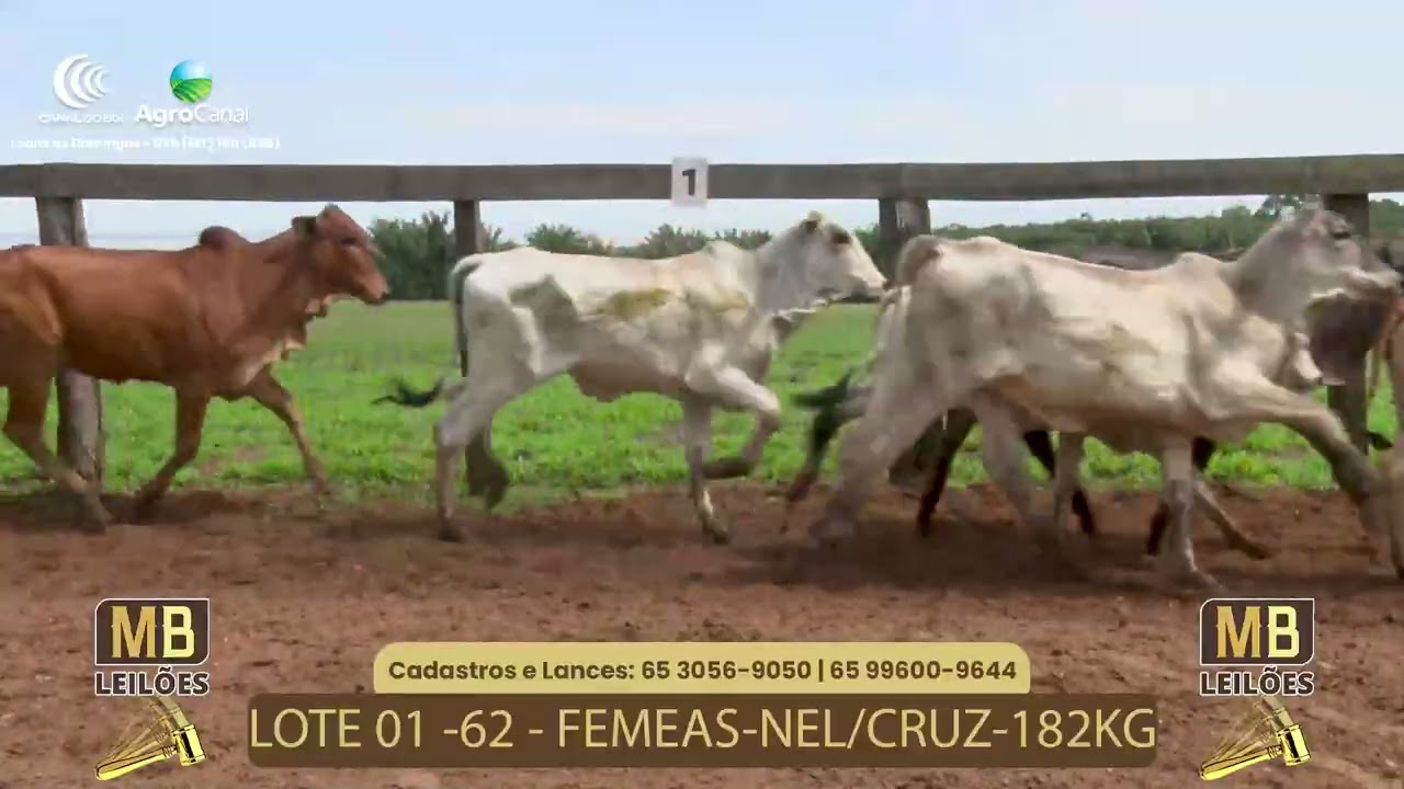 LOTE 01