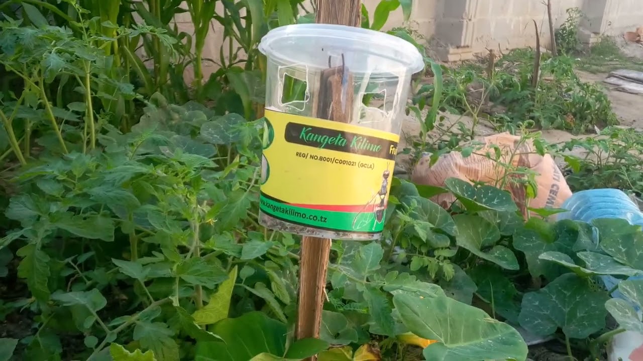 JINSI YA KUDHIBITI FRUITFLY KWENYE BUSTANI +255717274387