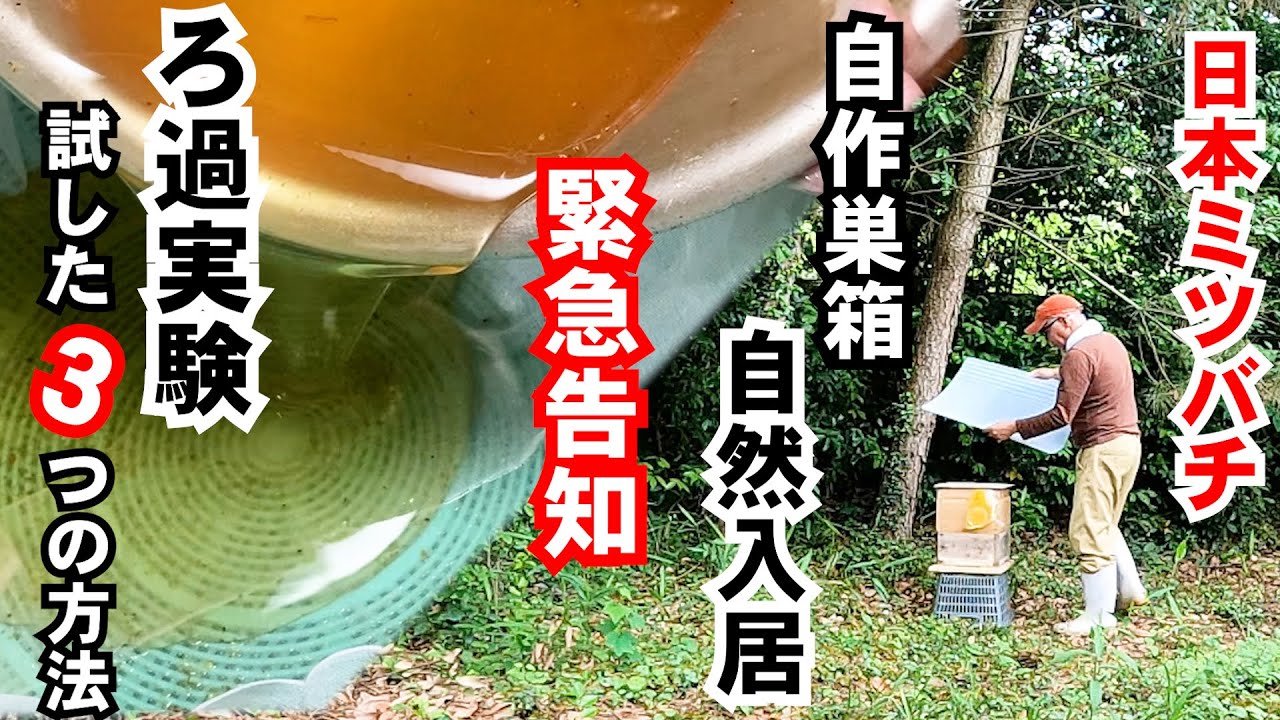 【日本ミツバチ】自作巣箱に分蜂群が入居する。30mg×140000匹の奇跡。蜂蜜の濾過方法を探りました。