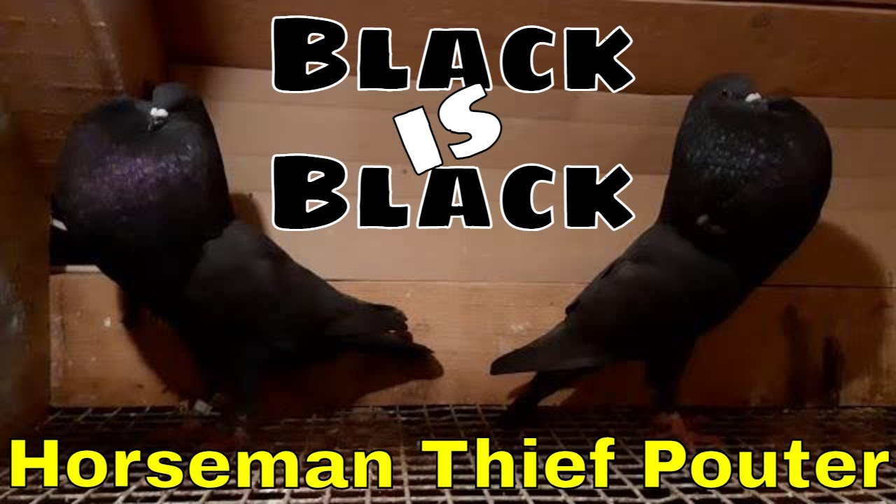Black Horseman Pouter Pigeons