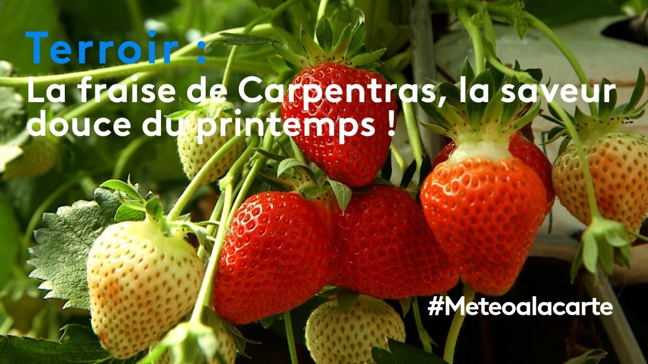 Terroir : la fraise de Carpentras, la saveur douce du printemps !