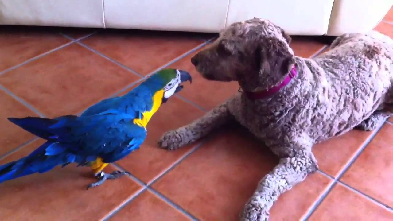 Una guacamaya muy chula
