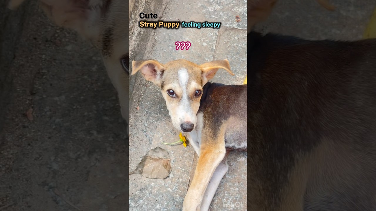 Cute Puppy wants to Sleep #puppysleeping#puppyactions#doglovers#straydog#puppy#desikutta#dogs#shorts