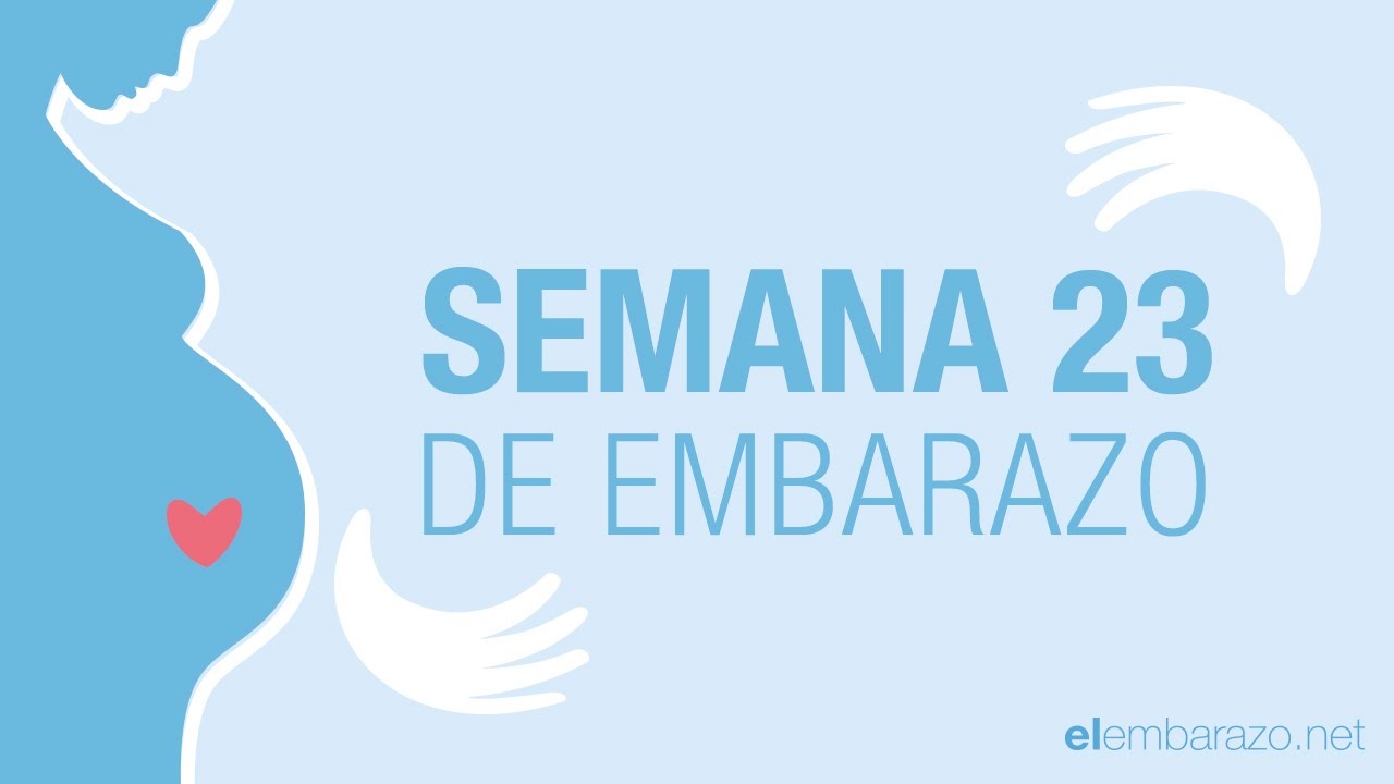 Semana 23 de embarazo | 23 semanas de embarazo | El embarazo semana a semana