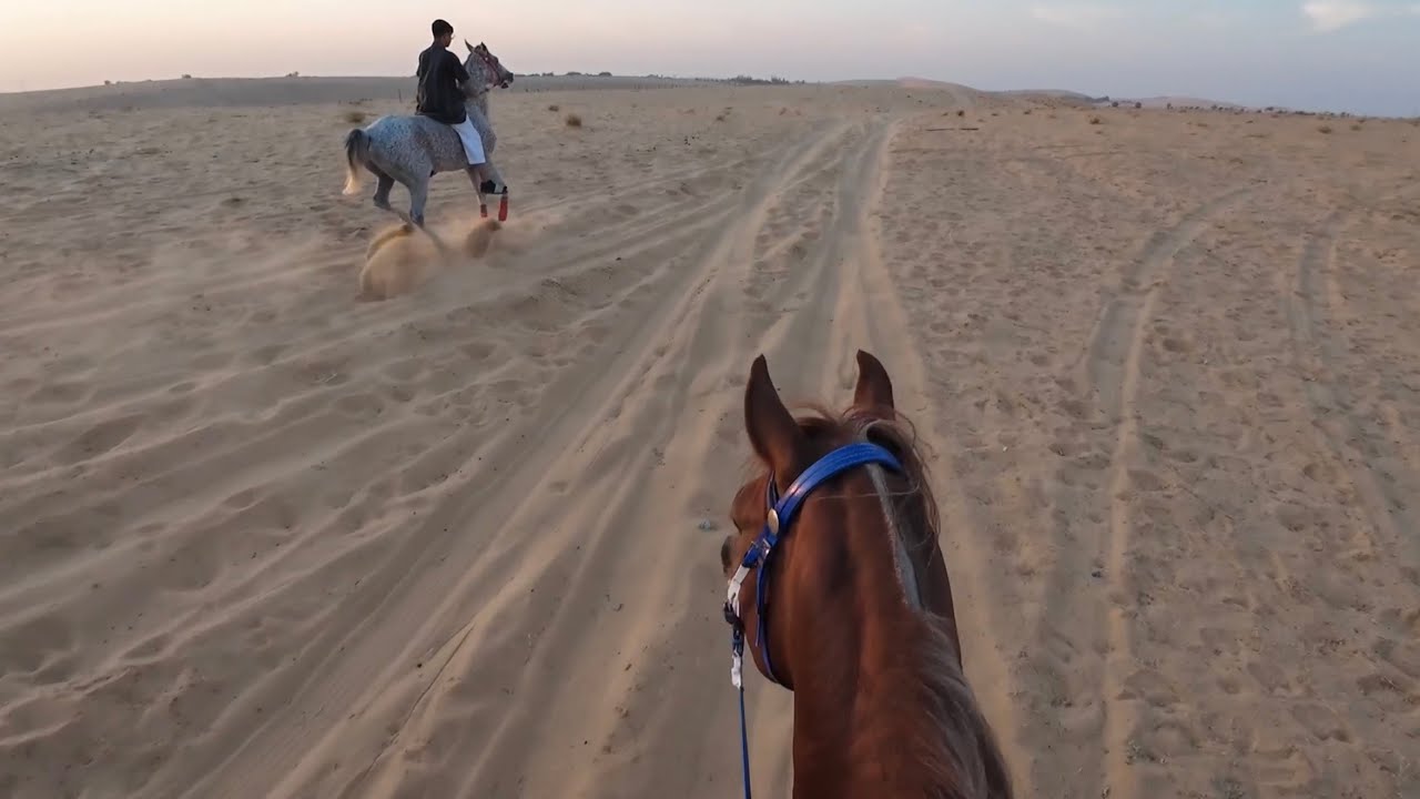 ١٠ || عودة ركوب عصريّات الشتاء 🐎