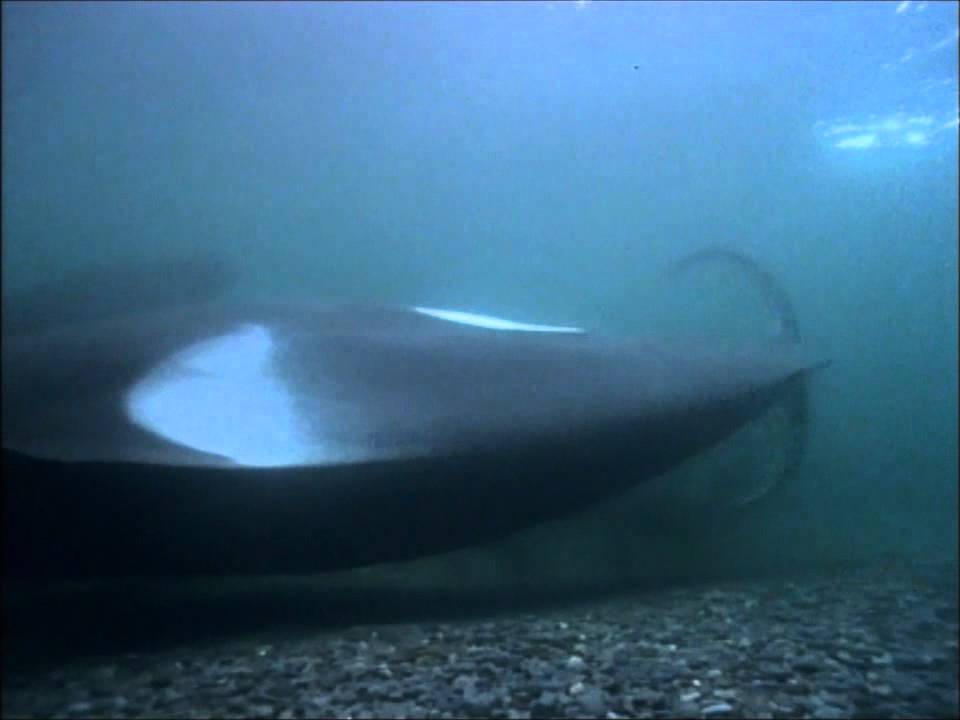 Killer whale making cute sounds