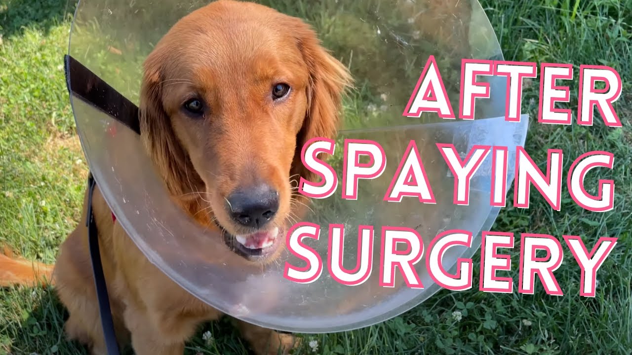 Recovery After Spaying Surgery 【Red Golden Retriever 】 7 Month Old Puppy🐶 Part 1