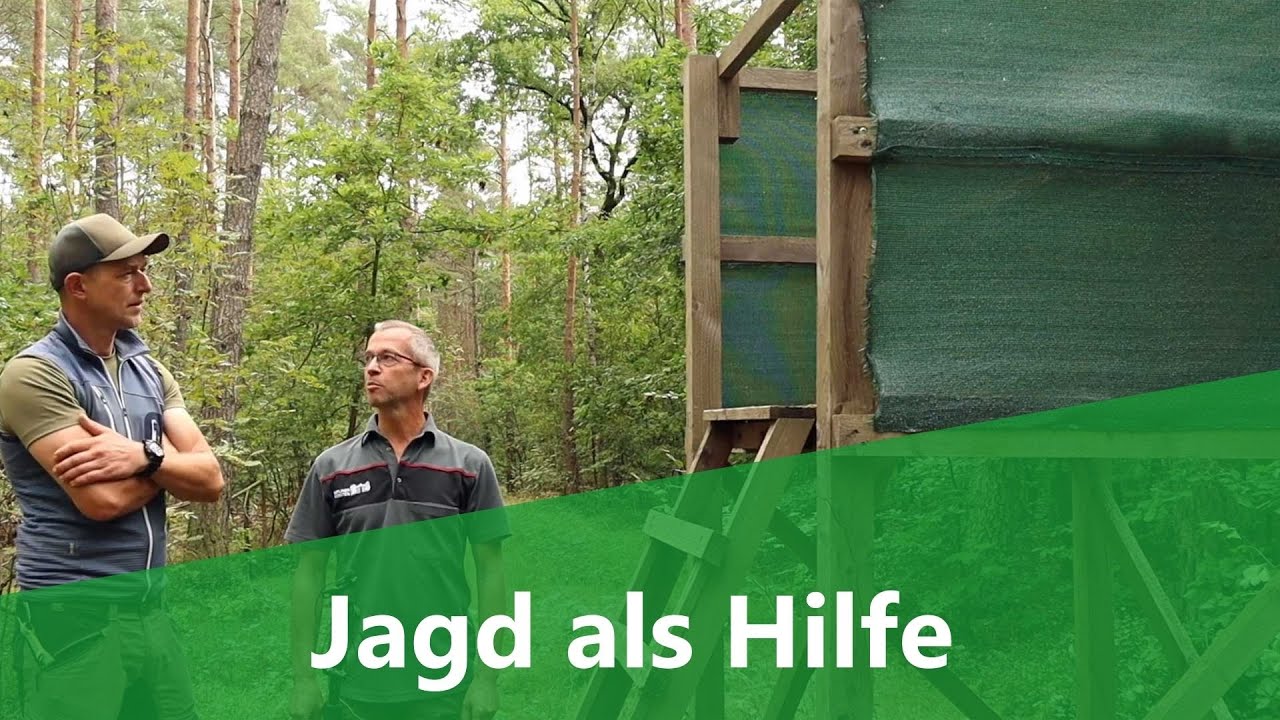 Jagd als notwendige Hilfe für meinen Wald
