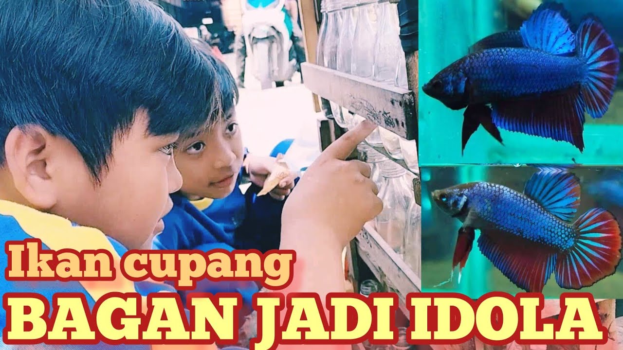 CUPANG BAGAN TETAP JADI IDOLA DI MANA AJA..!! #ikancupang #jualikancupang #cupangbagan
