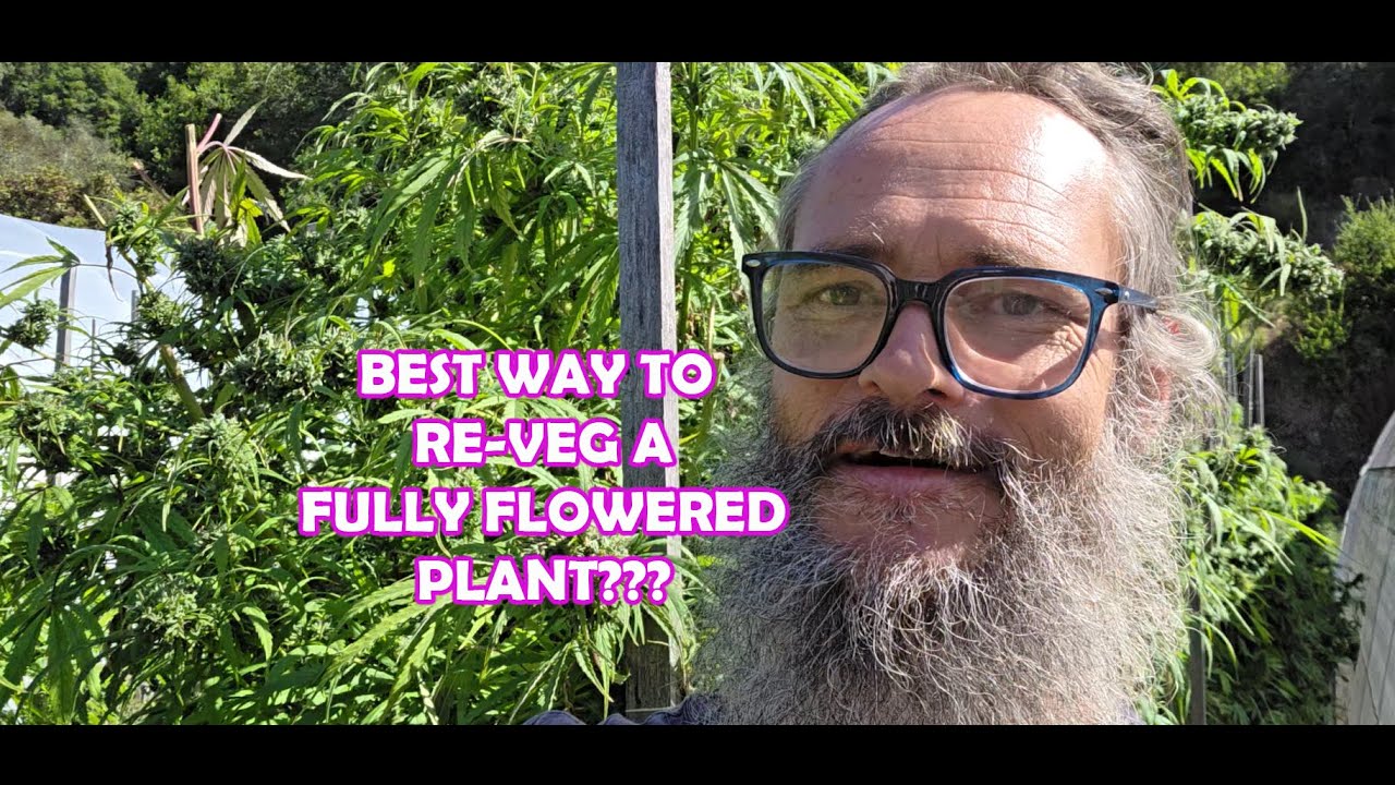 HOW DO I RE-VEG A FULLY FLOWERED PLANT???  Best techniques?