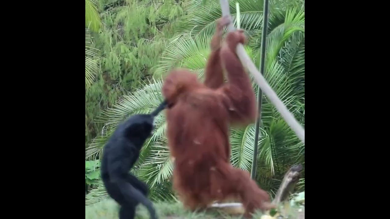 Orangutan Gibbon Showdown.