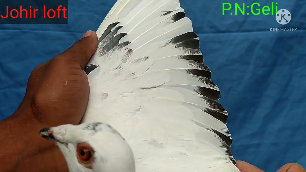 Quality Full racing pigeon 🔥🔥WHITE-GRIZZLE🔥STROK-GRIZZLE🔥
