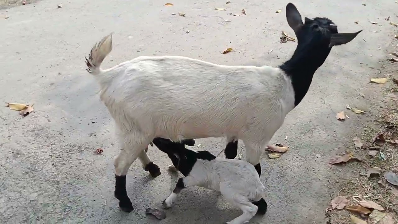 Cute Moment🐐