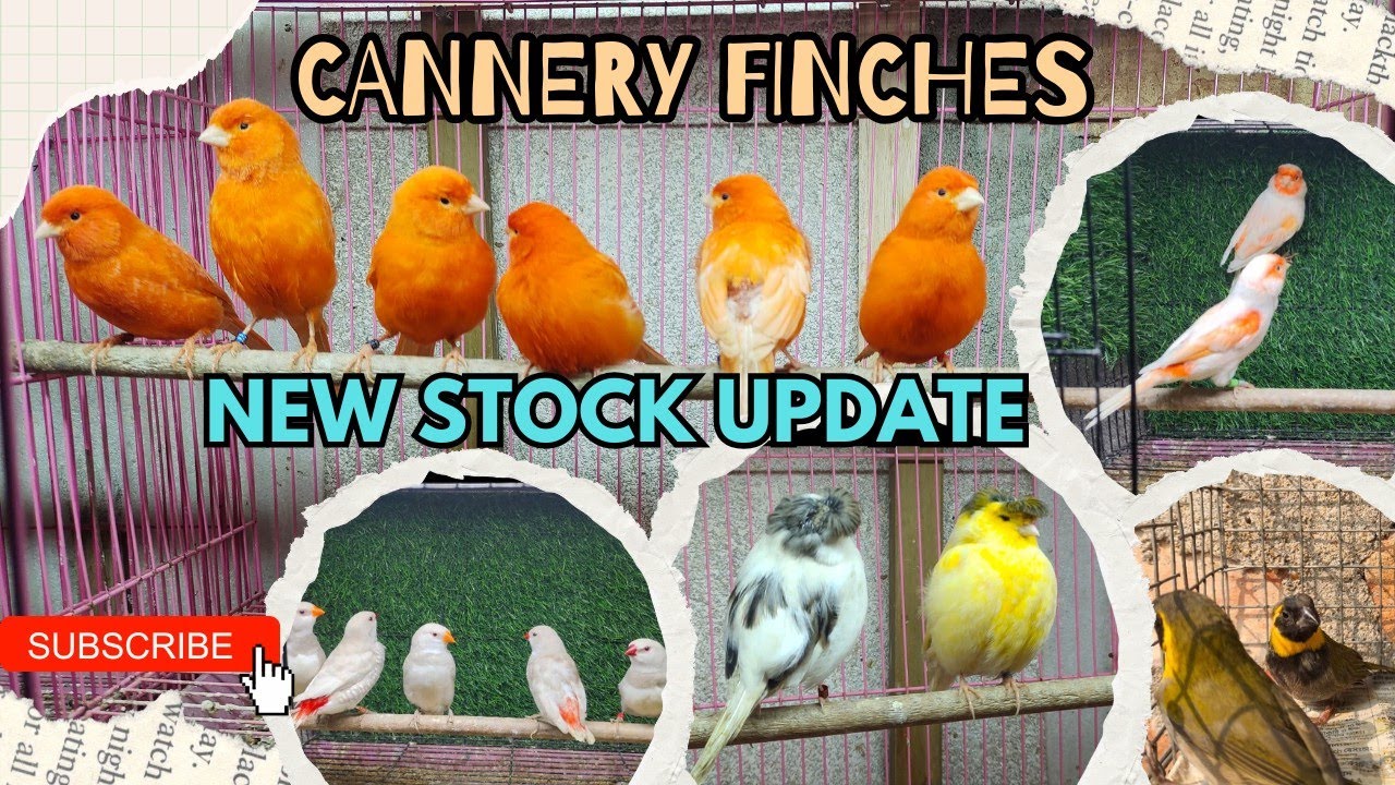 New Super Rare Exotic Finches Stock Update ||Cuban ||Cordan Blue || Fire Finches|| Gloster Cannery||