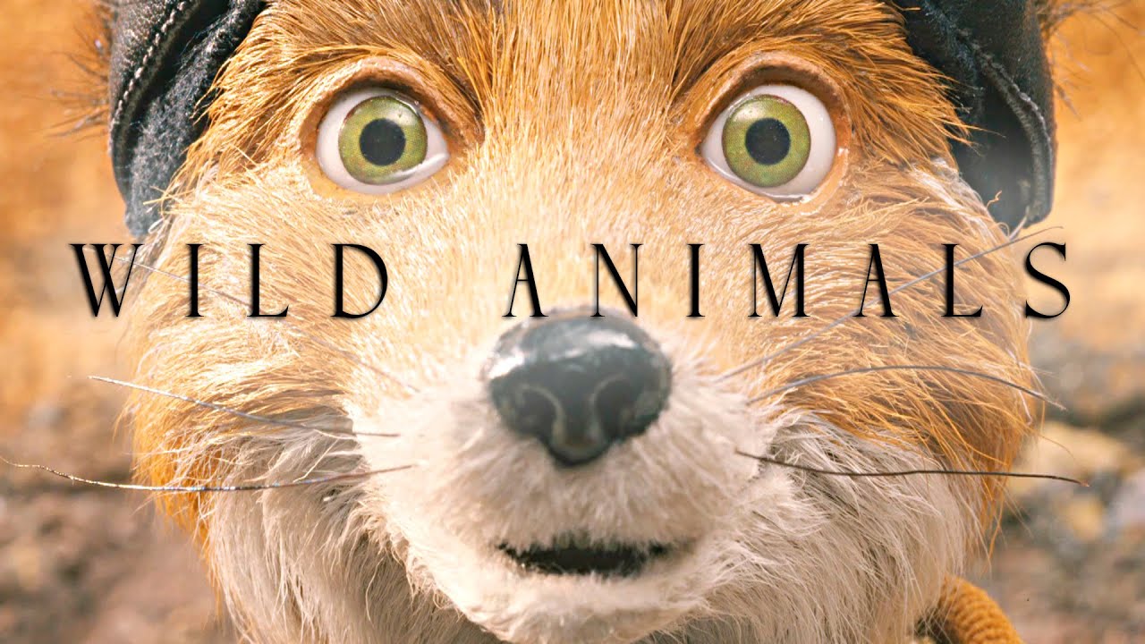 Fantastic Mr Fox | Wild Animals
