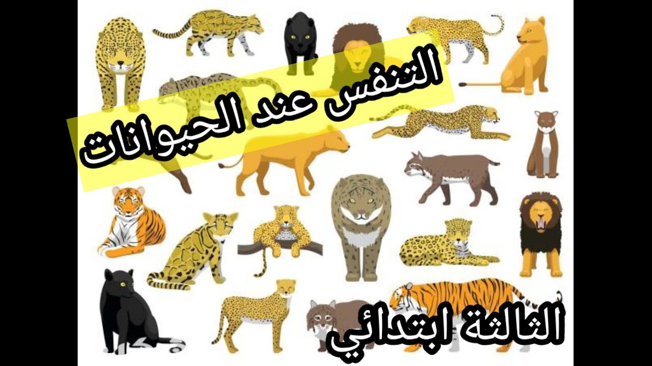 #التنفس عند الحيوانات 🌹🌹🌹