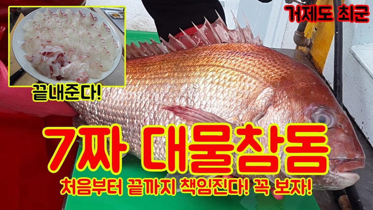 7짜 자연산 참돔!! 손질부터 회뜨기까지 전체영상!!