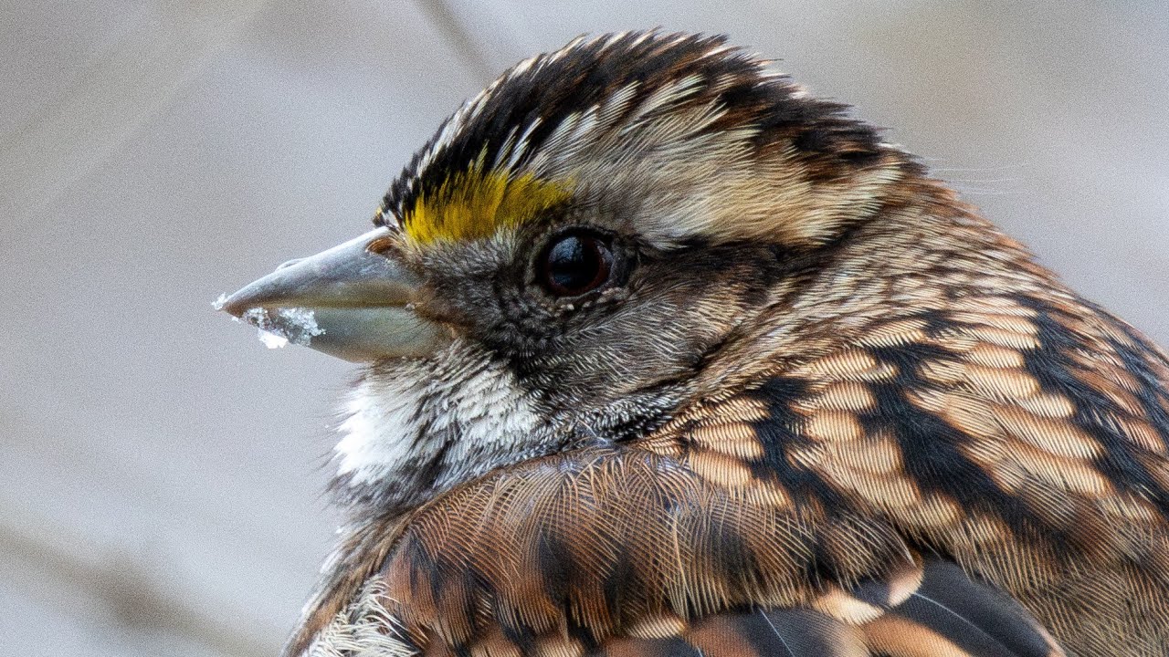 Мой год наблюдения за 300 видами птиц в 2026 году начинается! Эпизод 1: Исландская чайка и водопл...