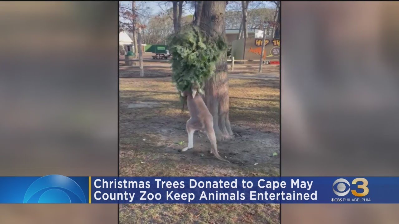 Christmas trees donated to Cape May County Zoo to keep animals entertained
