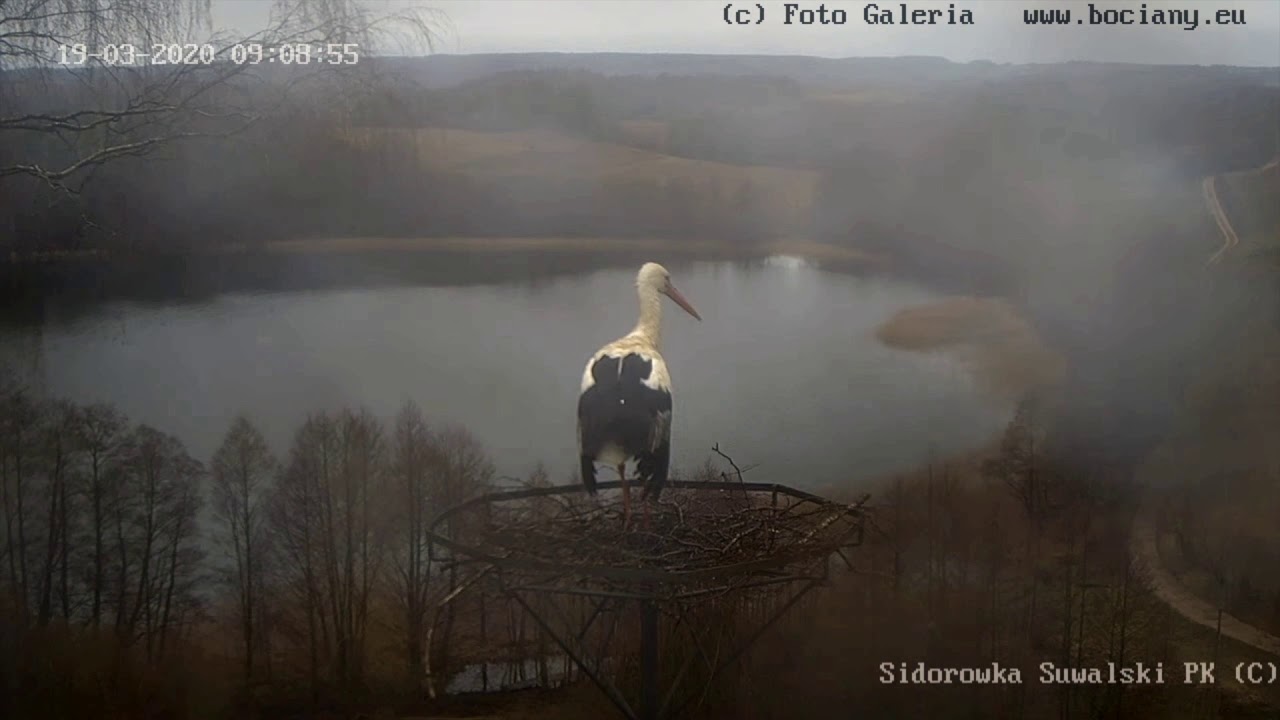 Intensywna budowa gniazda bociana.