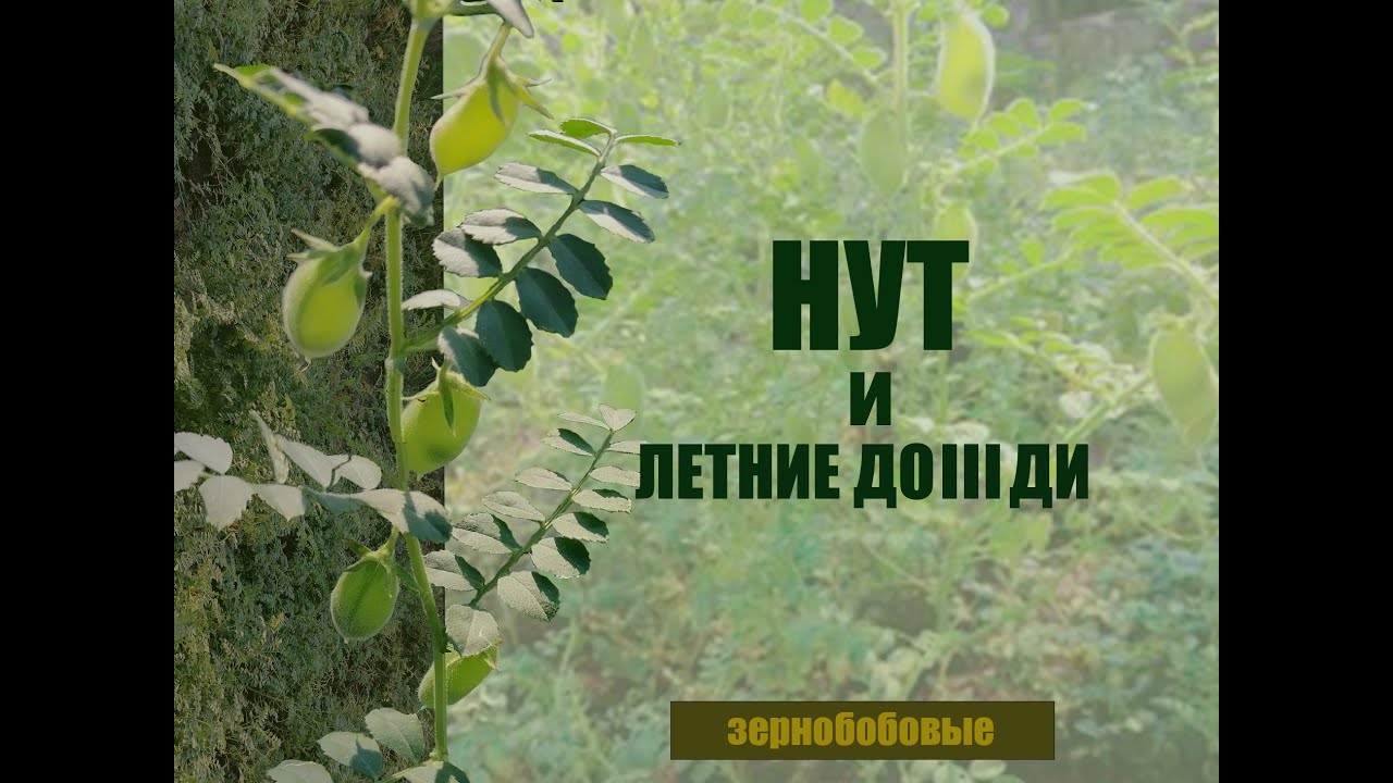 Нут в условиях переувлажнения 2023 сезона. Альтернатива подсолнечнику.