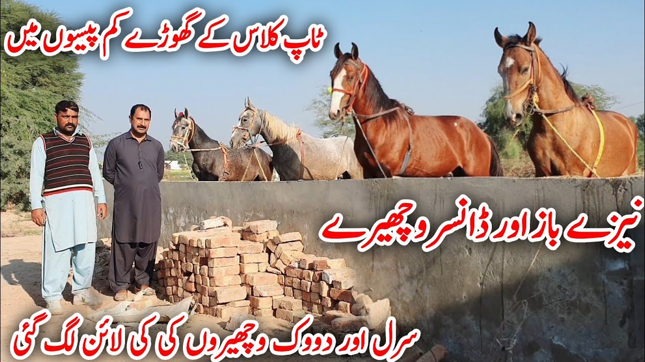 Top Class Horse For Sale | Horse For Sale In Pakistan | Horse Farm | Horse In Punjab