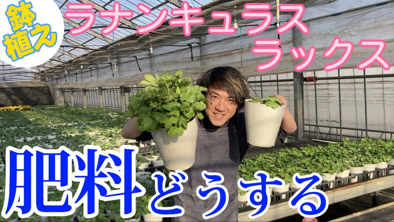 鉢植えラックス肥料どうする【ラナンキュラスラックス】【園芸のぶチャンネル】【生産者】