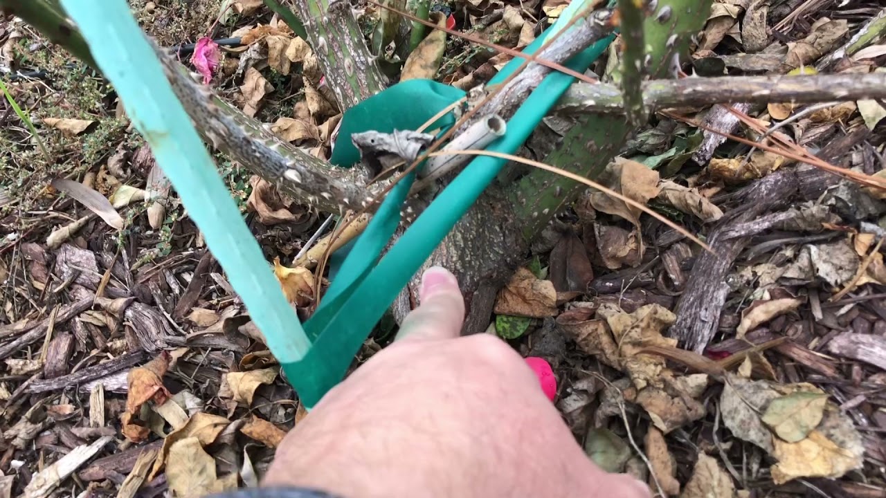 How To Protect Your Roses From Wind (Part 1 Of 2)