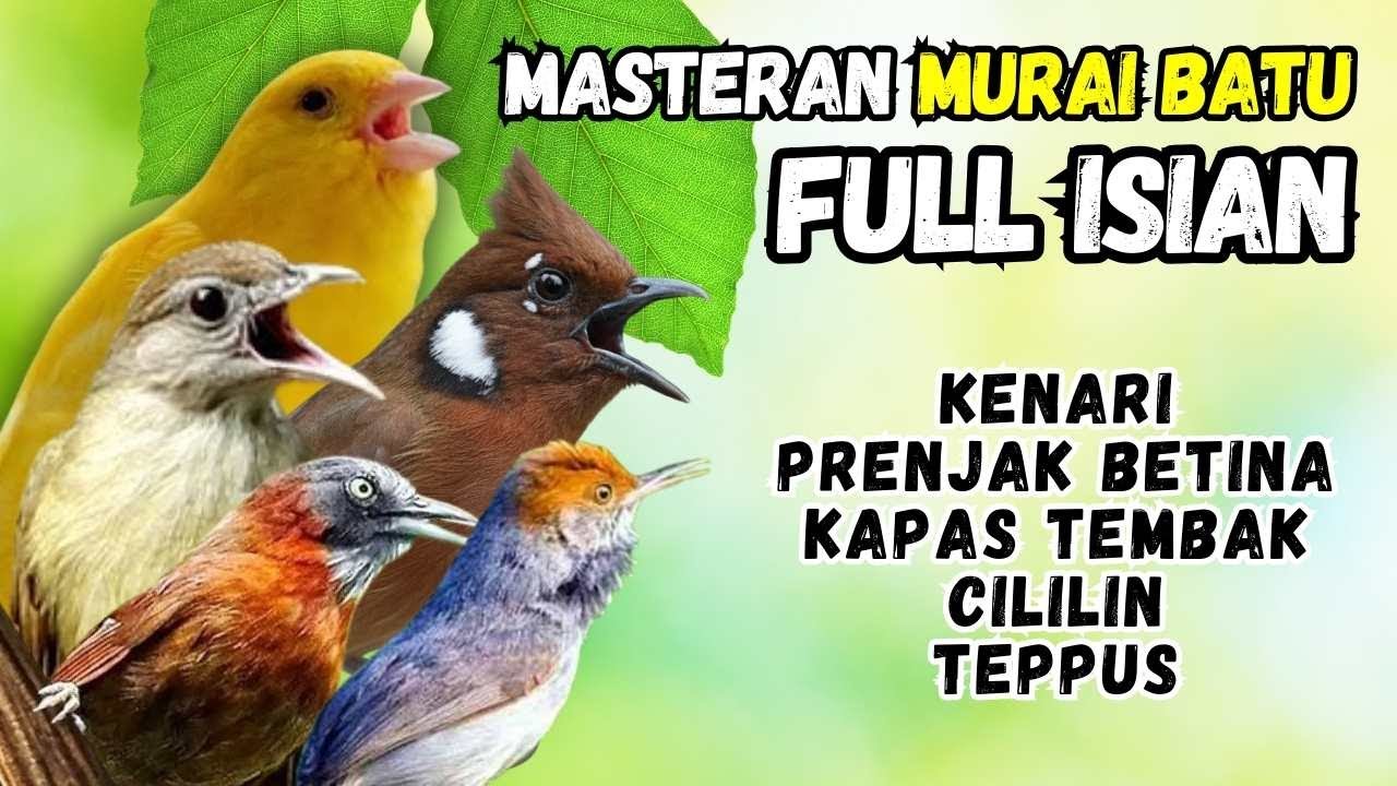 Masteram Murai Isian Kenari, Prenjak Tir, Kapas Tembak, Cililin, Teppus