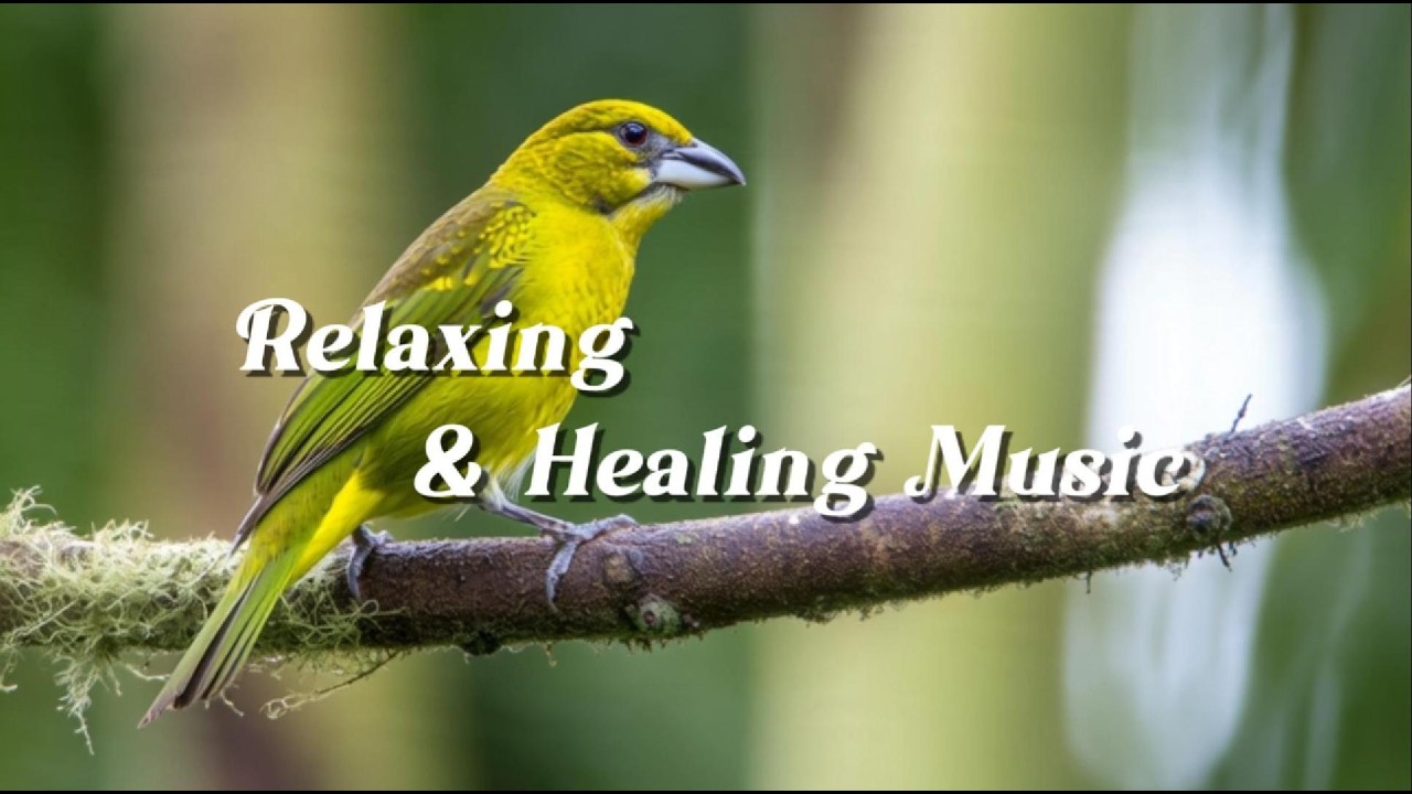 Relaxing Music for Sleep & Focus | Calm Your Mind, Study with Birds