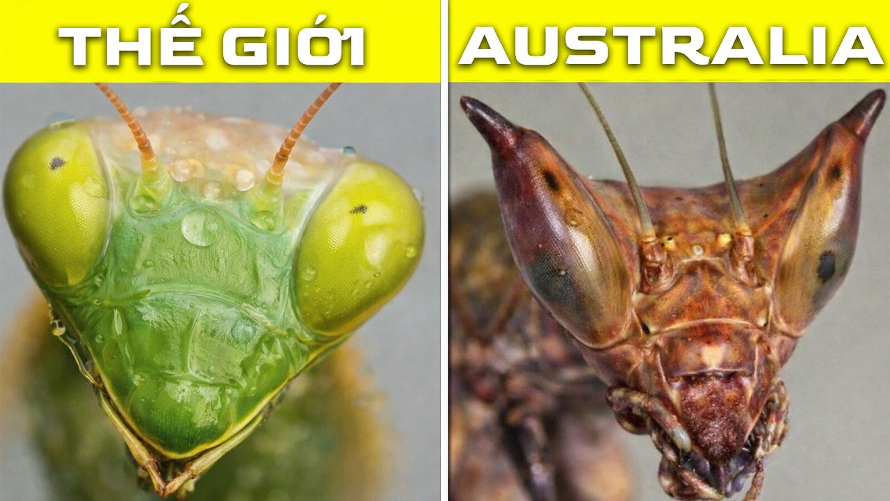 Vì Sao Australia Biến Những Loài Động Vật Thành “QUÁI VẬT”?