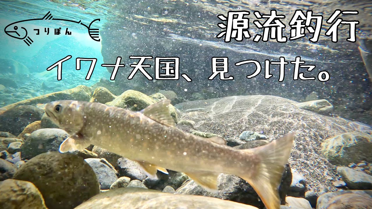 初めての沢はイワナ天国だった【渓流釣り】