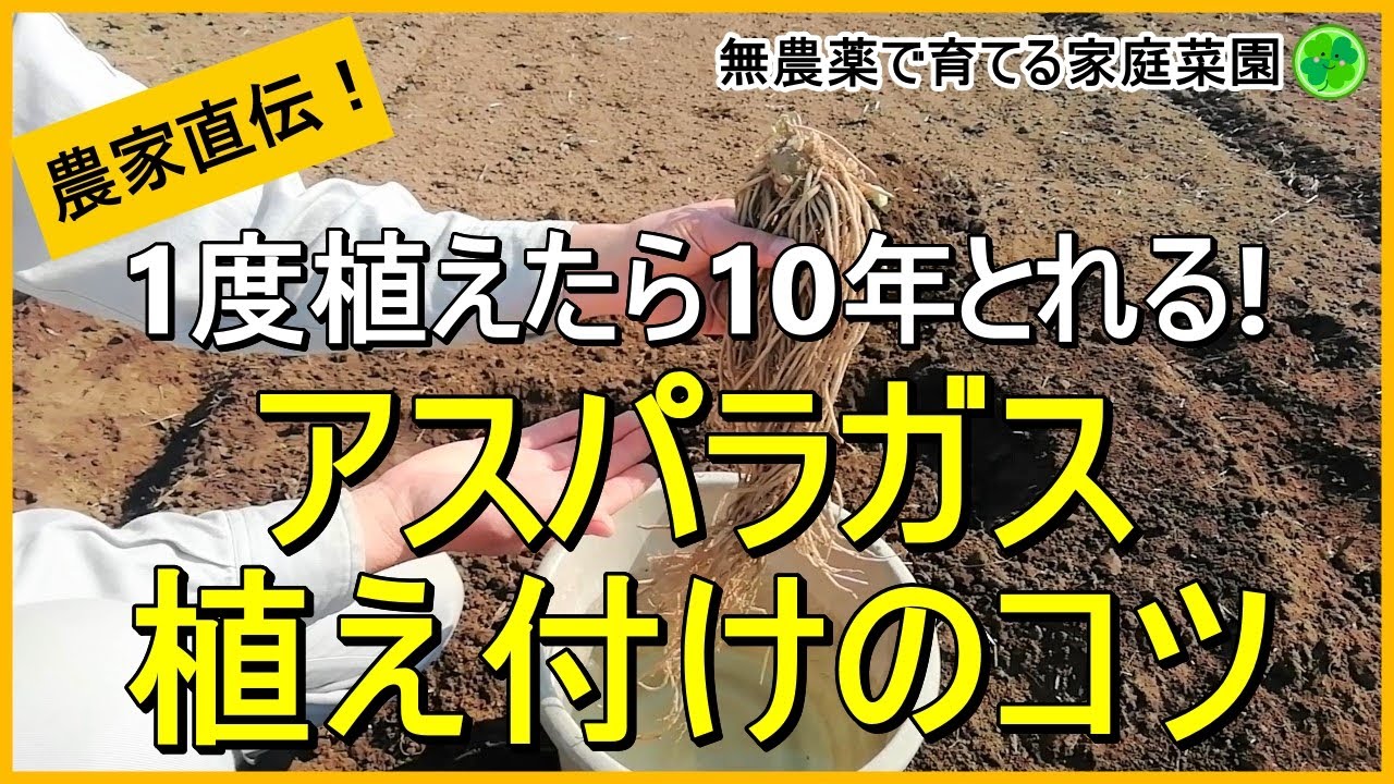 【アスパラガス】大苗ならすぐ収穫できる！植え方のコツ【有機農家直伝！無農薬で育てる家庭菜園】　23/3/28
