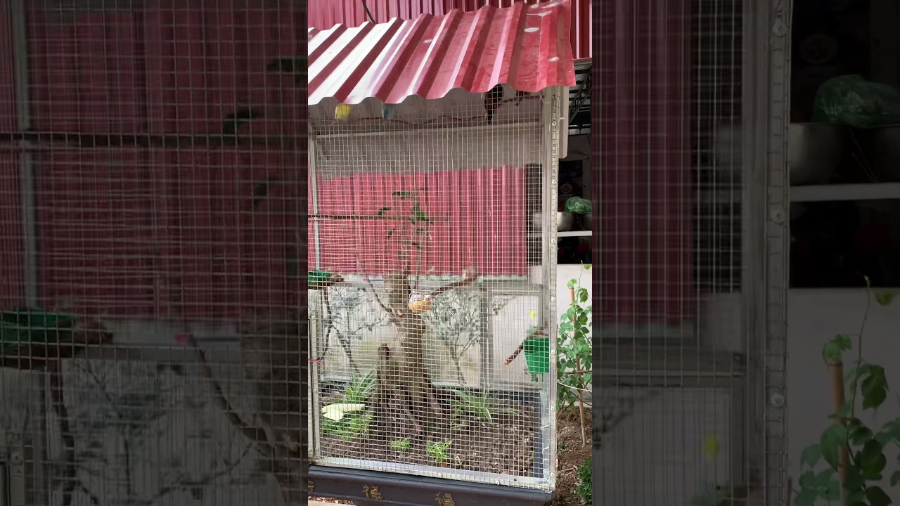 Avi mini tr&ecirc;n chậu 🦜