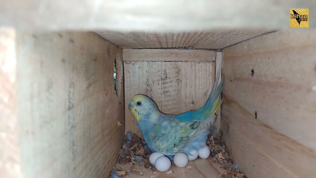 BOX - Budgies Birds Breeding Progress - 3rd Video.